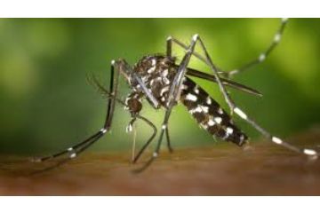 Misure di prevenzione e sorveglianza virus West Nile trasmesso dalla zanzara Culex